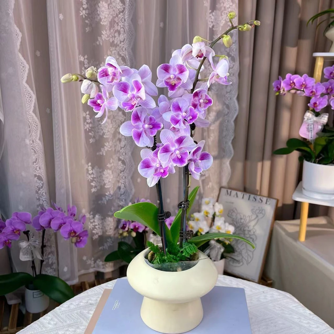 蝴蝶兰《洛莎》 欧品 单苗双花剑 不带盆   绿植花卉 广州基地直发