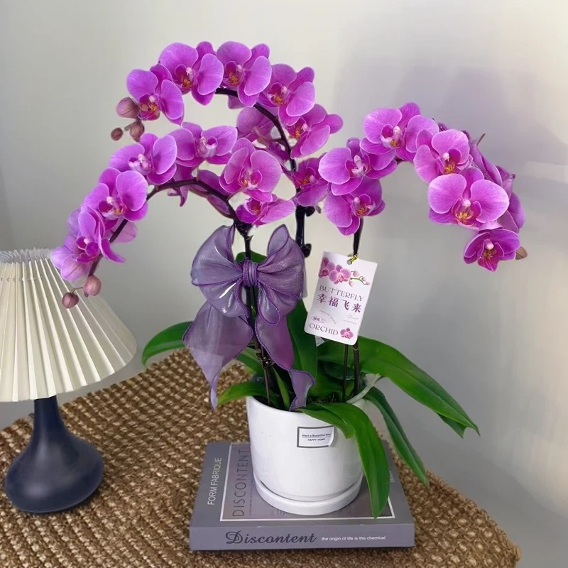 蝴蝶兰《紫霞仙子》  单花剑  广州基地直发