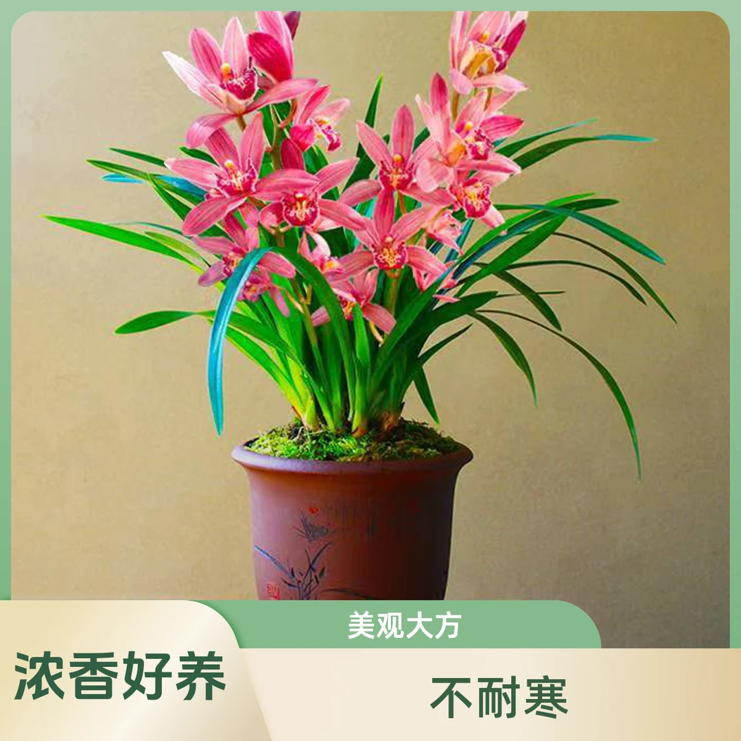 【状元红】带花苞兰花-花期长久浓香好养基地直发 花色冬红夏粉