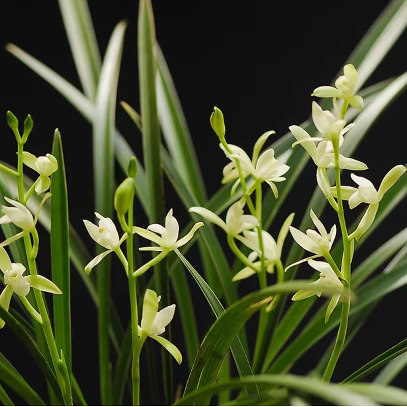 飞粤港四季兰花【金龙】带花苞兰花名贵精品花卉好养开花浓香 8花起