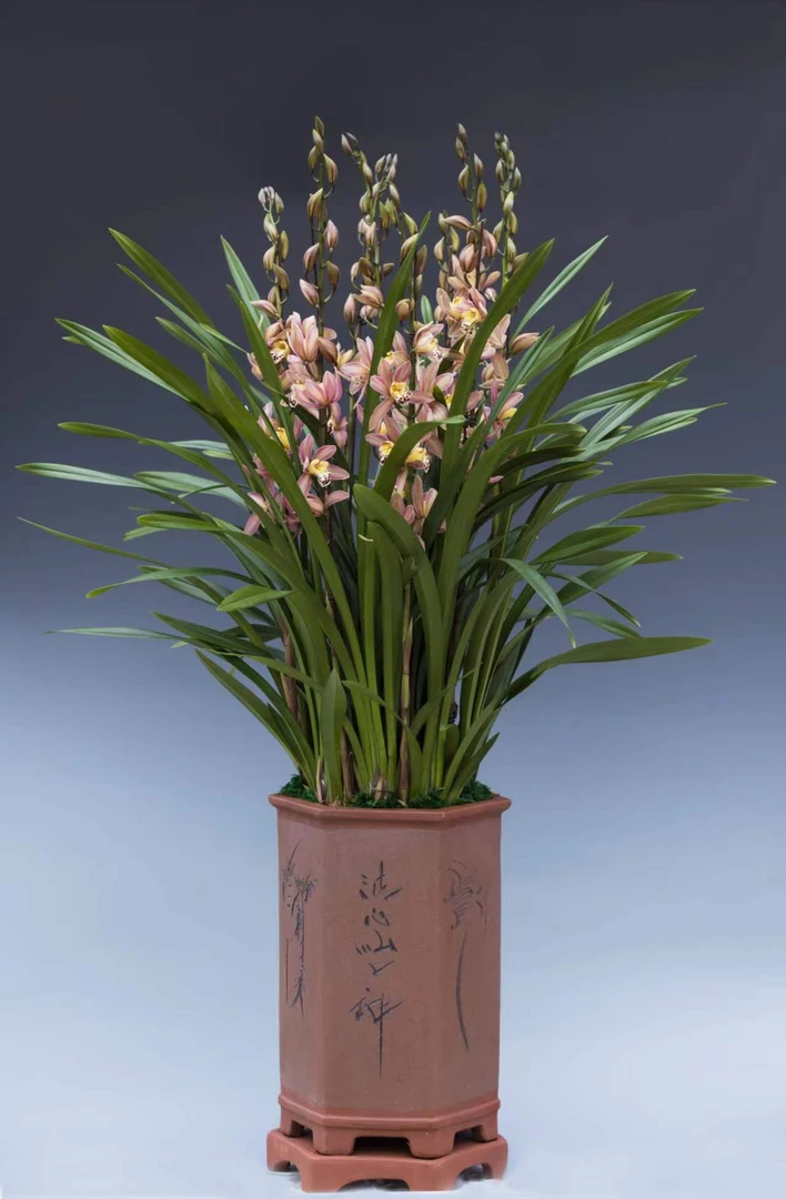 建兰红草【宫粉佳人】花卉室内客厅四季常青春节开花年宵花清香兰花