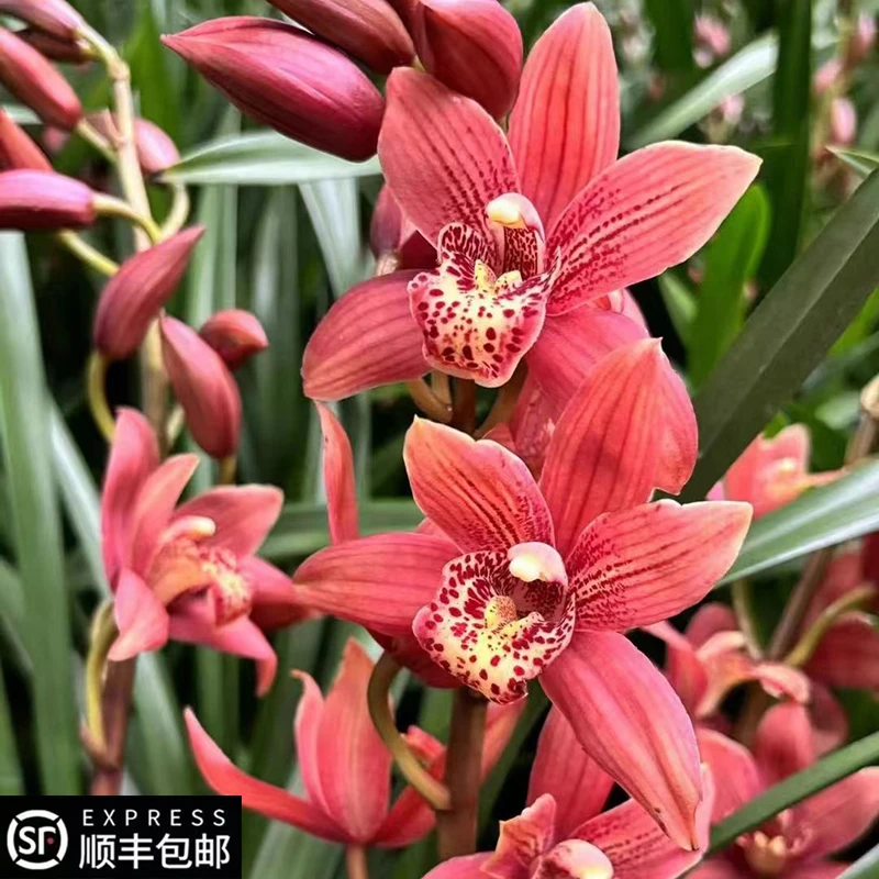 飞粤港大花蕙兰【醉美人】3花起高度60-80cm带花剑起浓香兰花