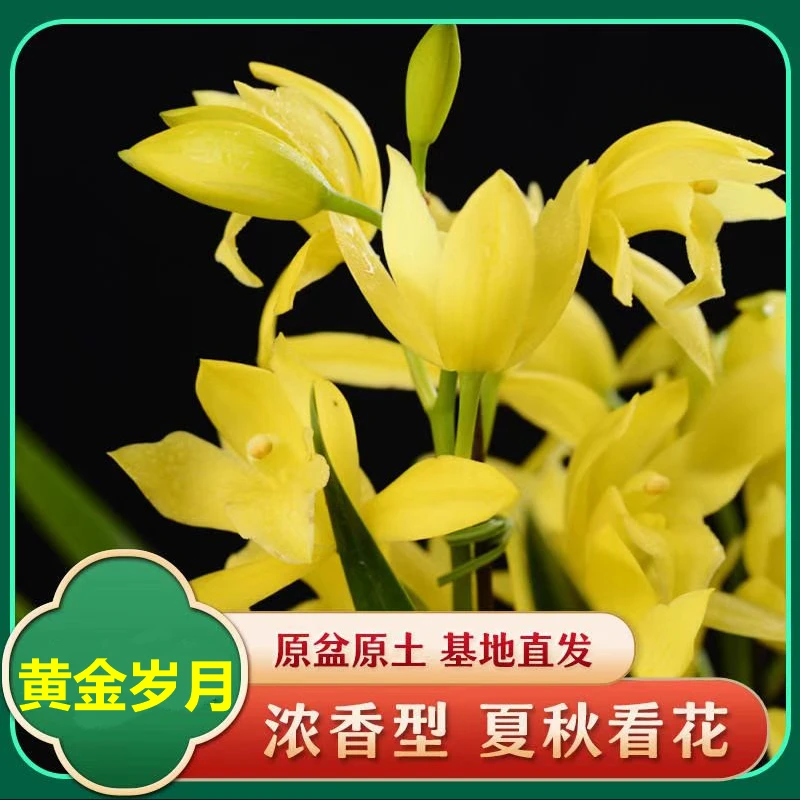 飞粤港【黄金岁月-带花苞兰花】年宵花兰花盆栽花浓香