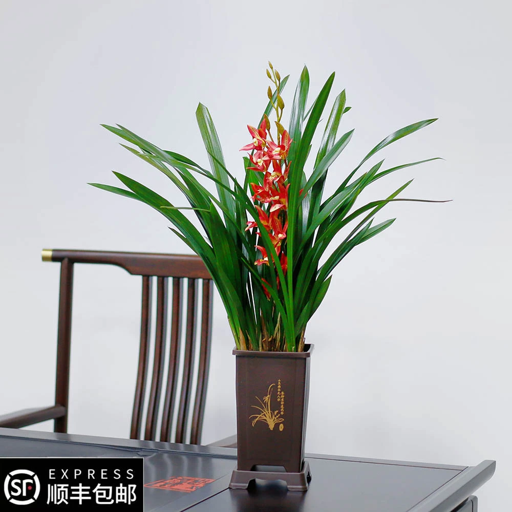 国兰墨兰特级年宵花浓香兰花6-8苗室内客厅桌面四季常青冬季开花