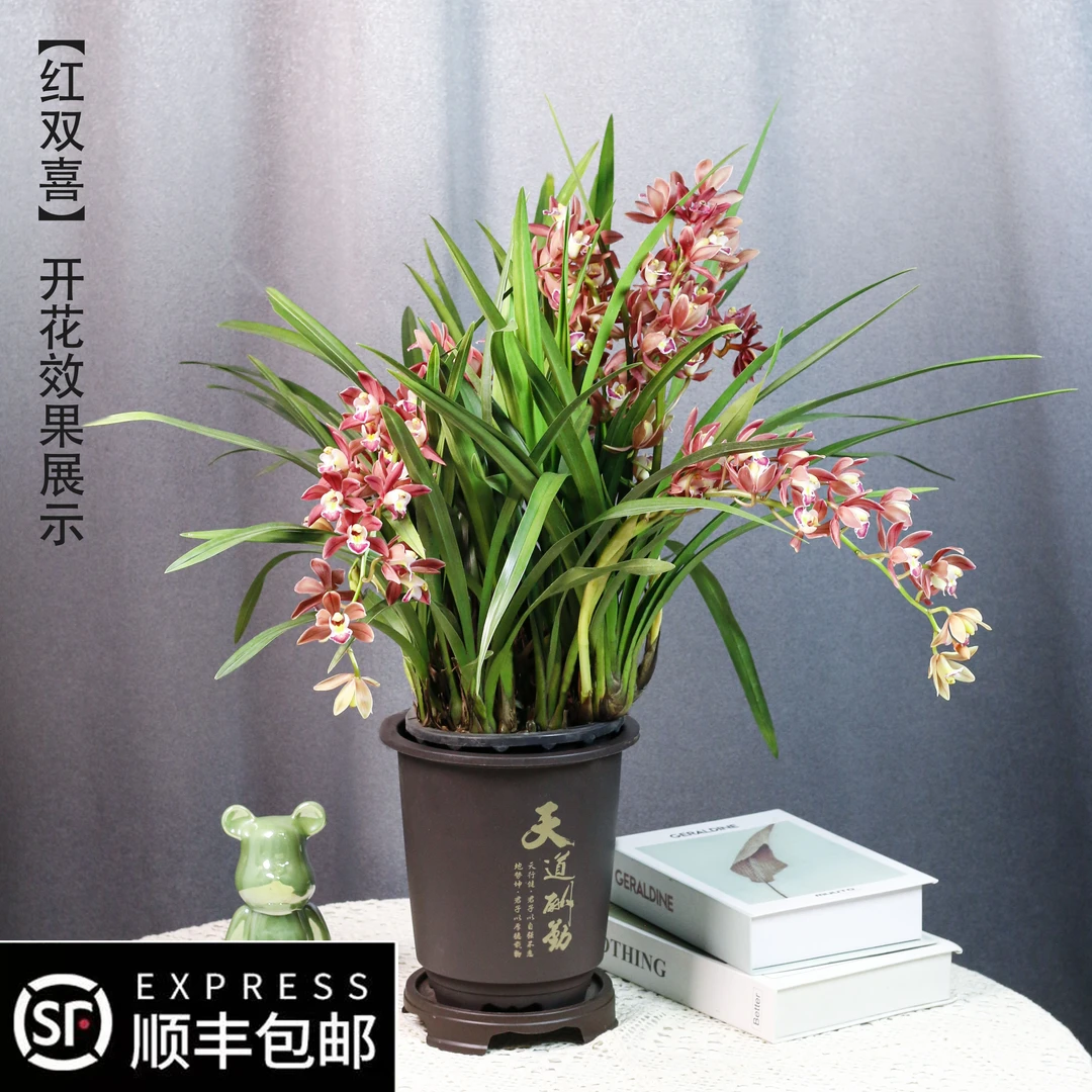【建兰-红双喜】带花苞兰花年宵花春节开花耐寒好养室内客厅大气