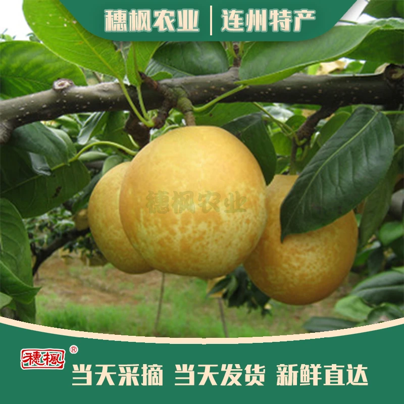 【中果】连州水晶梨脆甜多汁口感细腻清爽无渣正宗当天发货