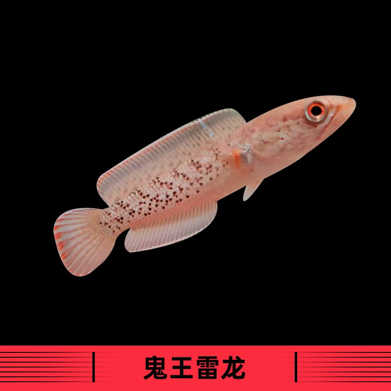 鬼王雷龙鱼 鬼王人工苗子饲养活体发货
