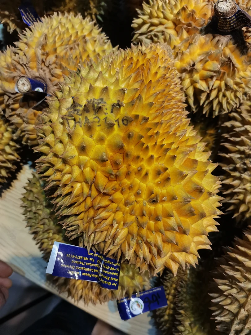 金枕榴莲泰国金枕