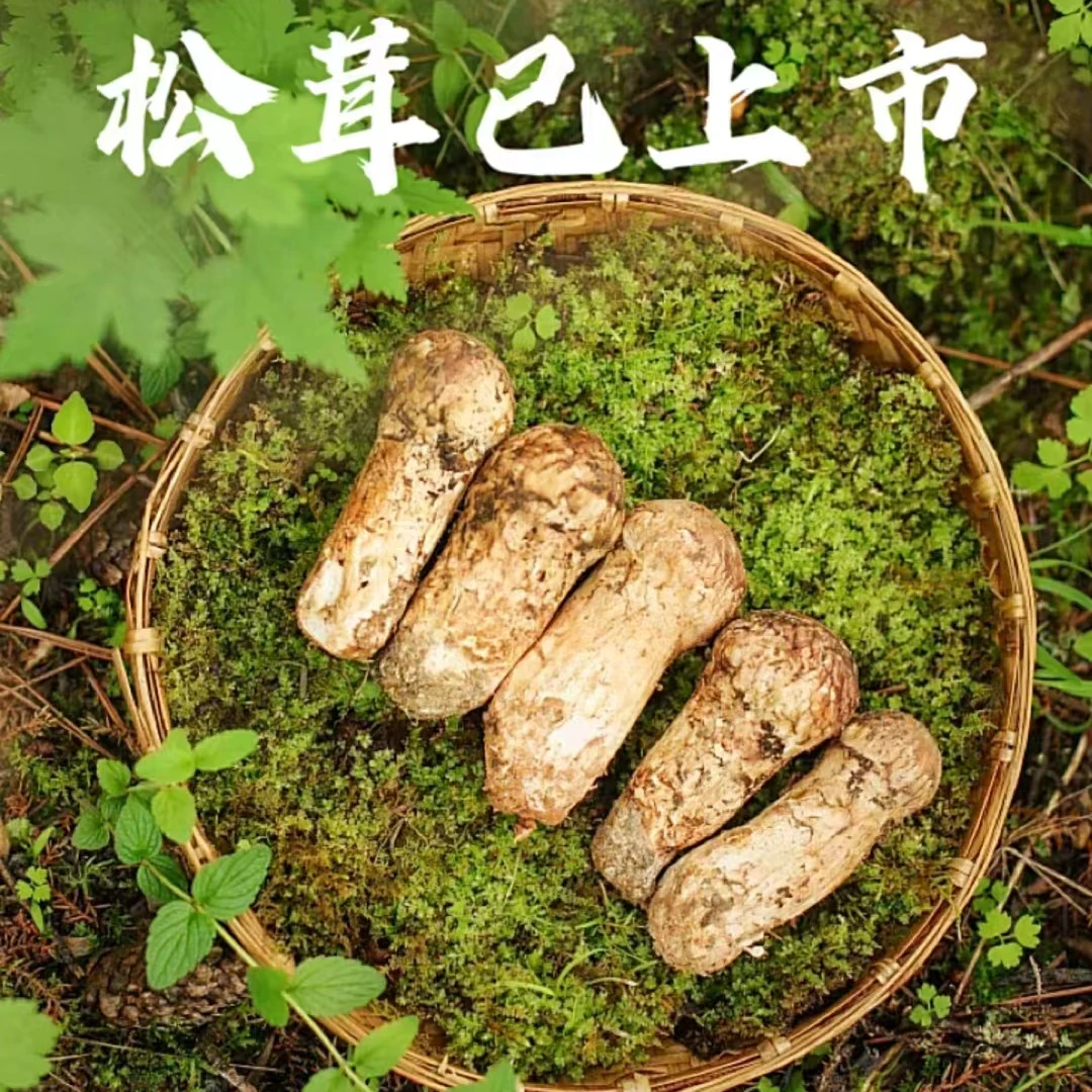 松茸小可爱松茸现称现卖云南南华野生菌