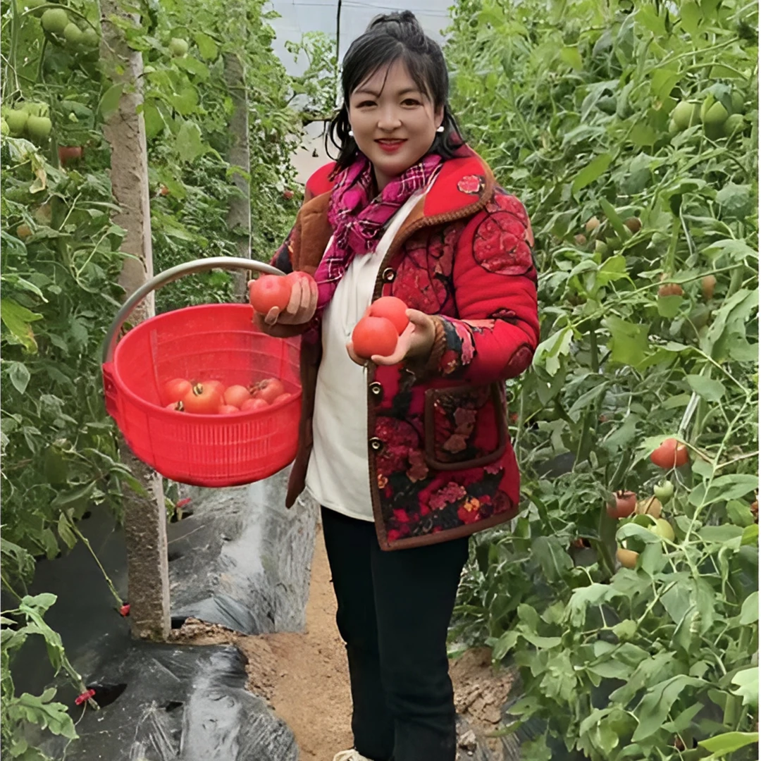 泾阳普罗旺斯水果西红柿酸甜多汁自然种植产地发货精选好吃口感佳