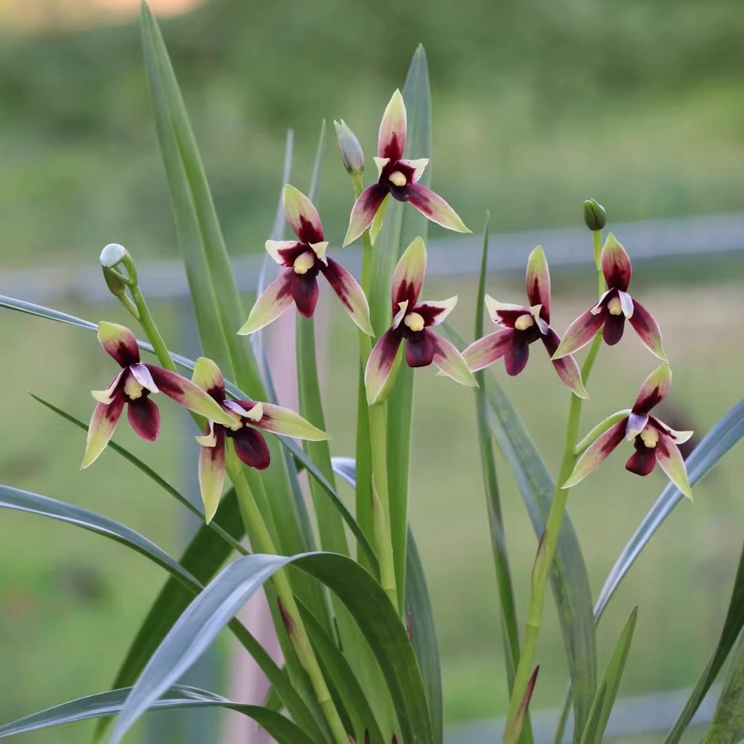 建兰铭品赤诚又名峨眉晨光浓香室内绿植好养花卉盆栽