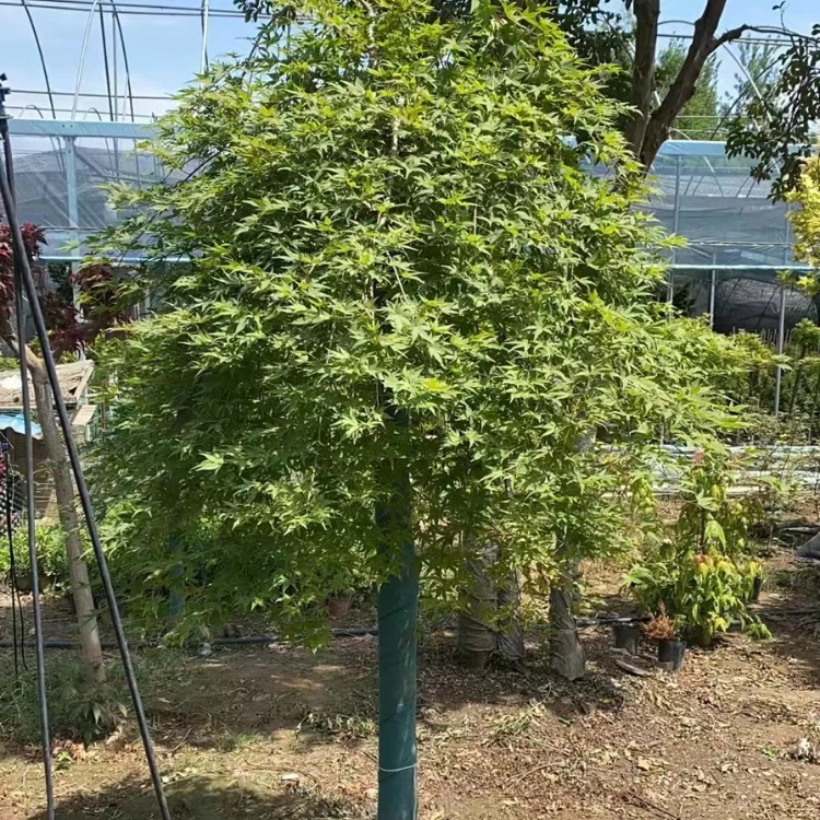 羽毛枫树苗庭院植物盆栽工程绿化青红叶嫁接苗木带土球木架包装