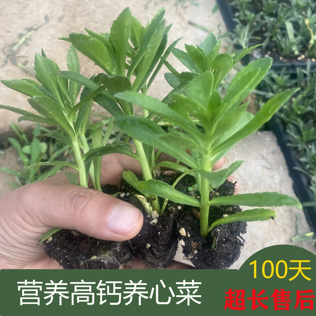 养心菜苗秧高钙菜苗子盆栽种植批发救心菜种苗食用植物保健菜种籽
