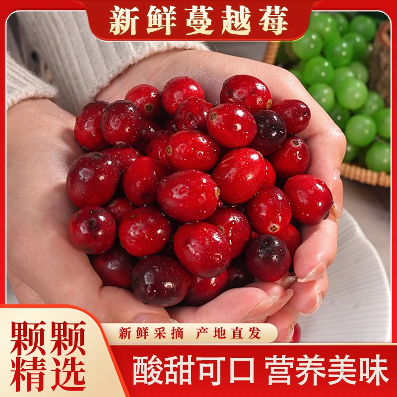 黑龙江新鲜蔓越莓鲜果新鲜应季水果脆酸榨汁果酱营养美味1盒起