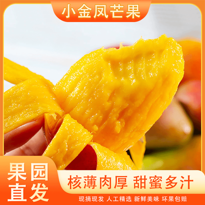 云南元江小金凤芒果树上熟彩虹芒新鲜应季美味芒果甜嫩多汁3斤起