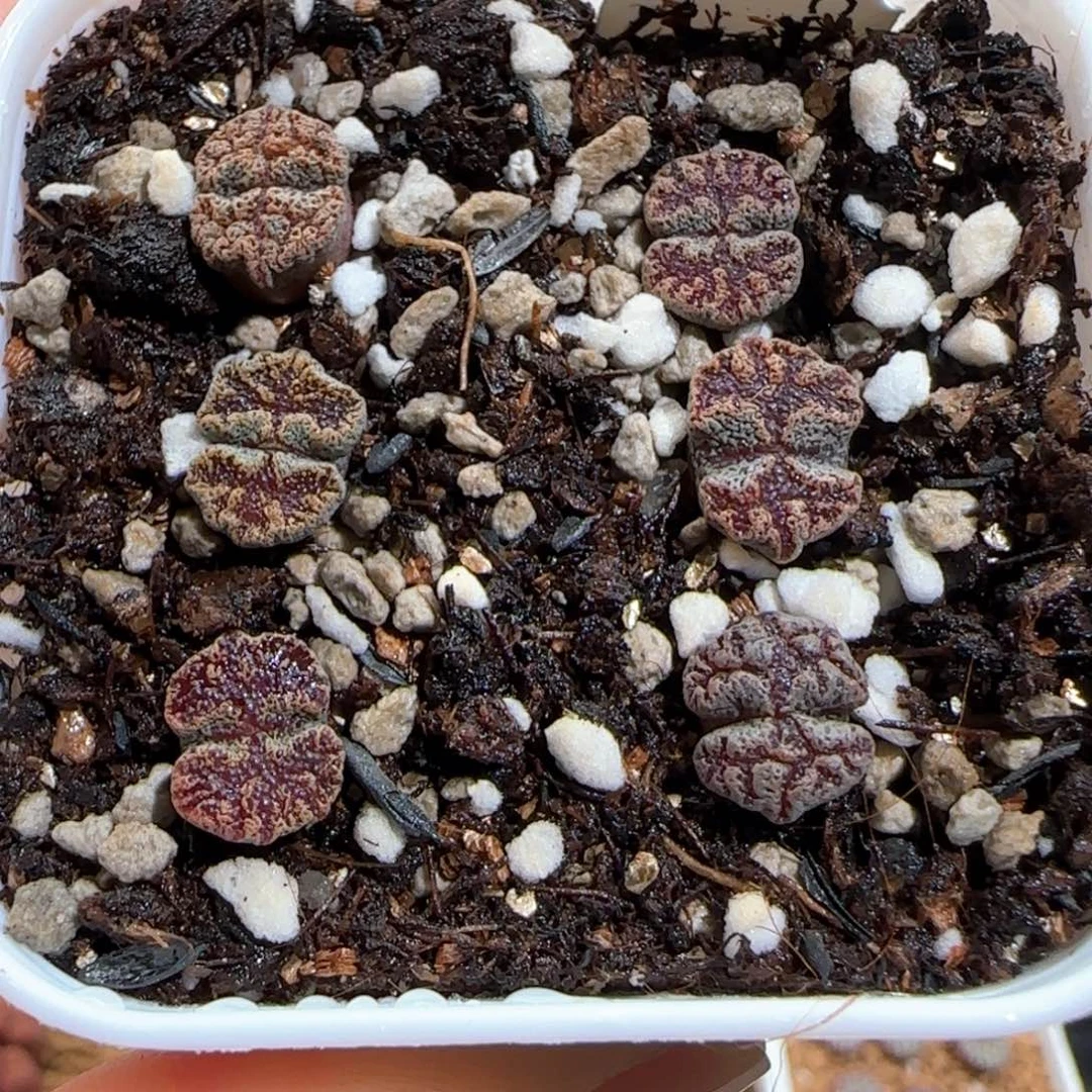 肉锥多肉植物百科675一盆