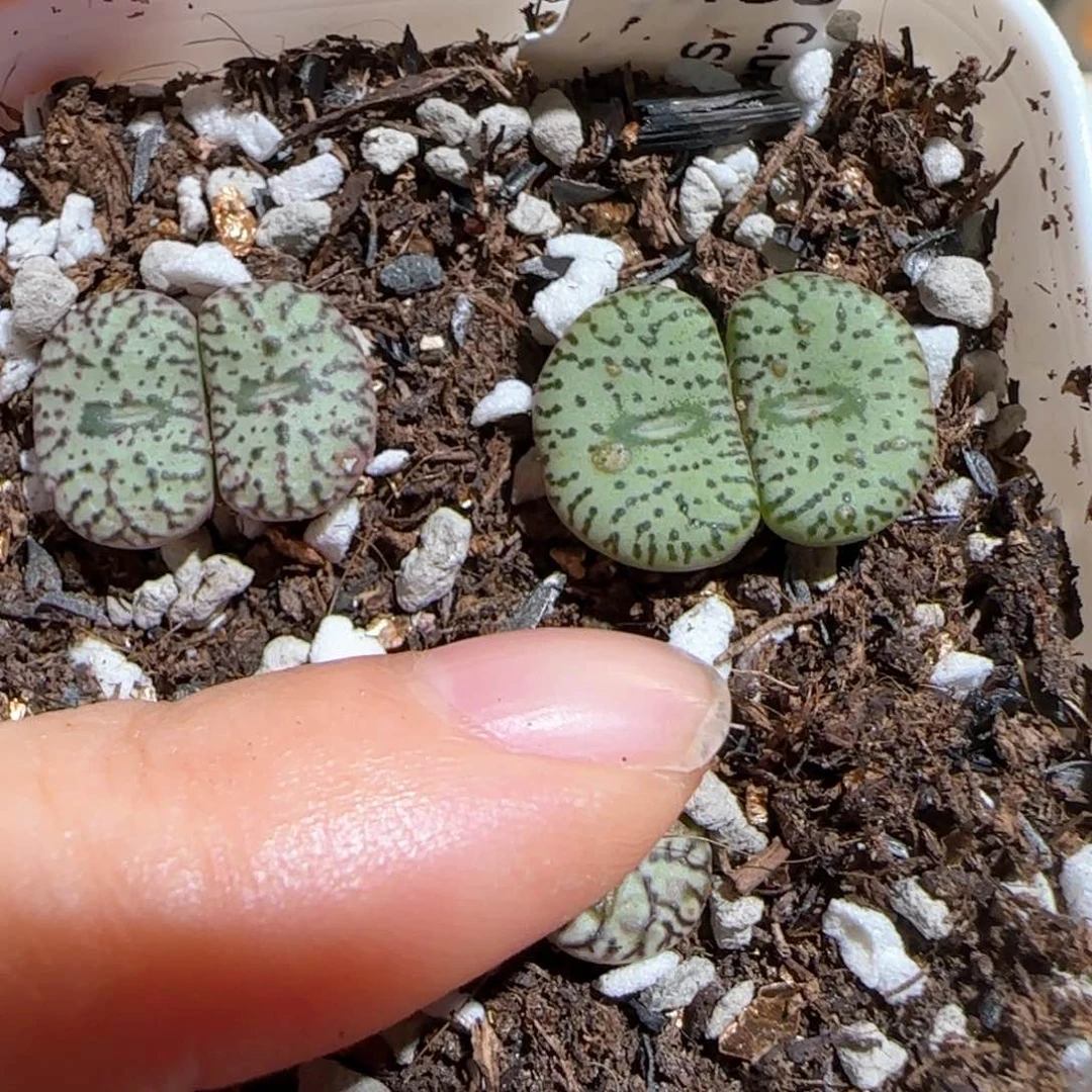 肉锥多肉植物百科467一盆