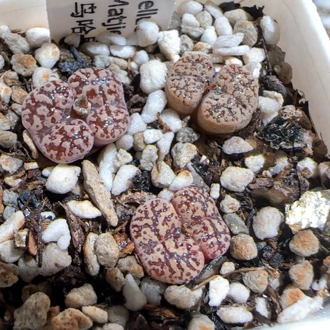 肉锥多肉植物百科1724
