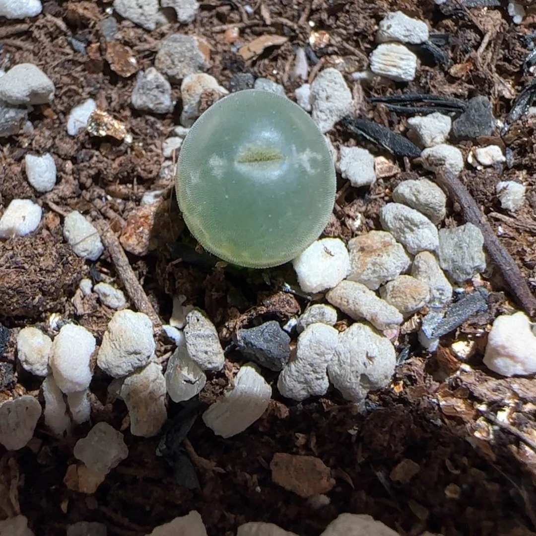 肉锥多肉植物百科-安格1741