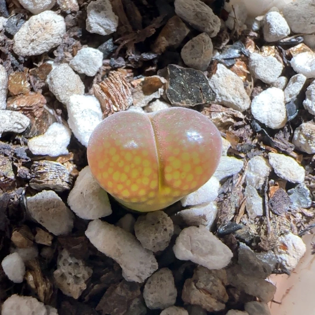 肉锥多肉植物百科1737