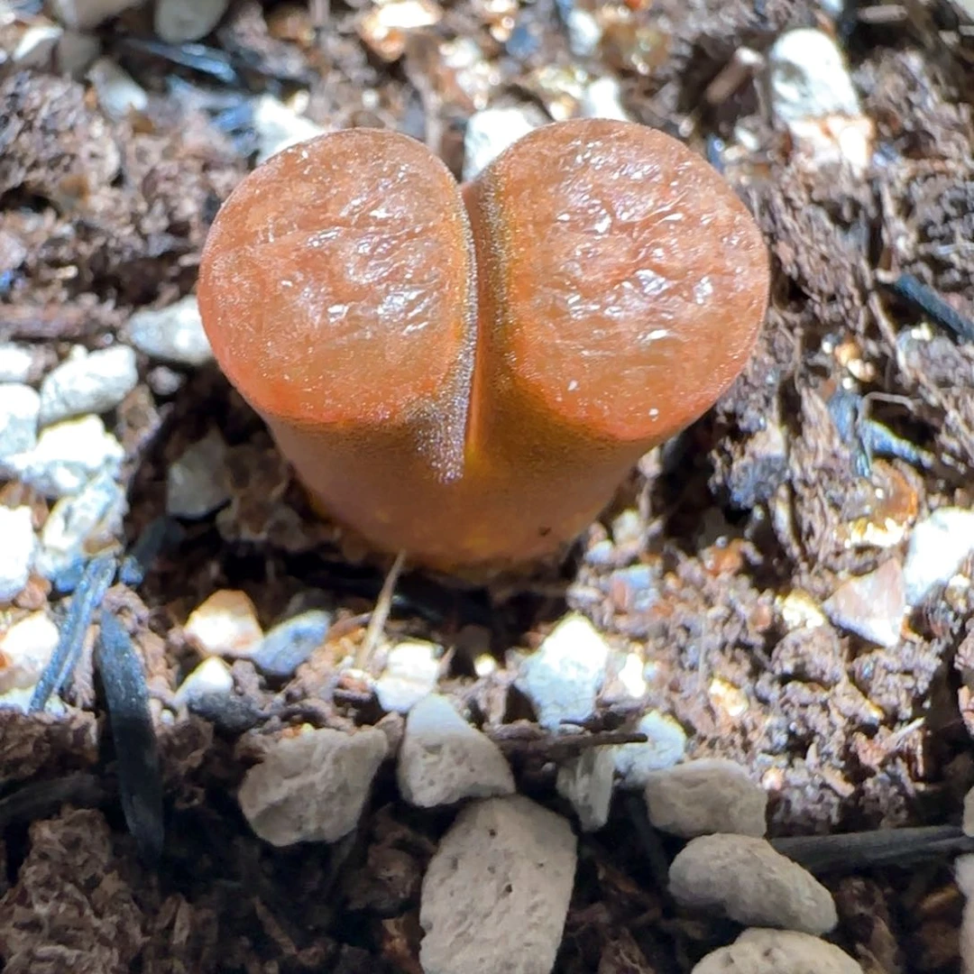 肉锥多肉植物百科1594