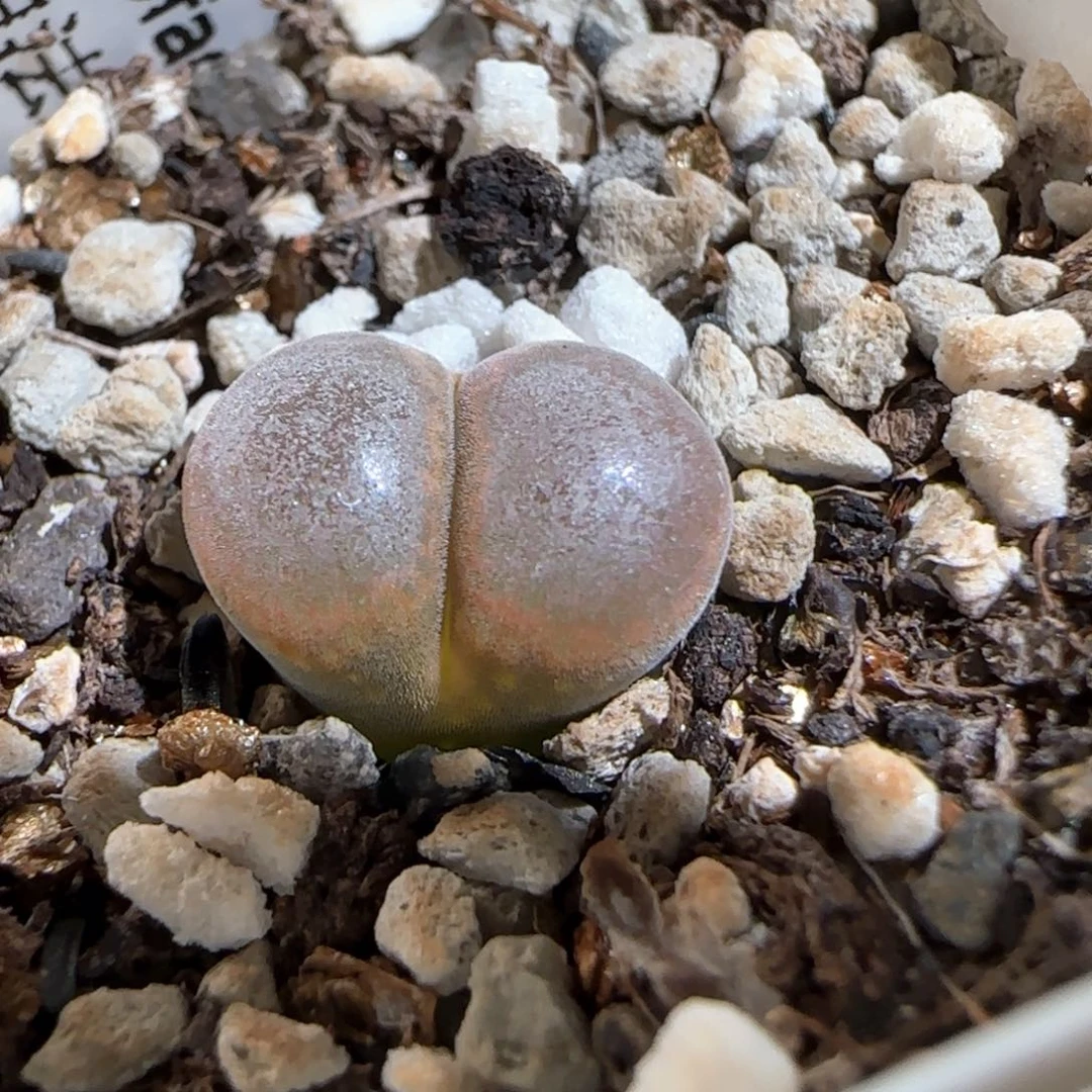 肉锥多肉植物组合457
