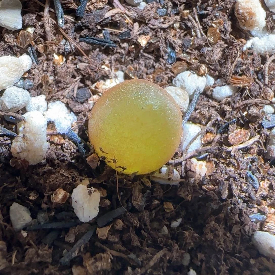 肉锥多肉植物百科62
