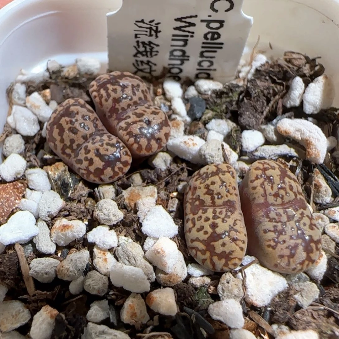 肉锥多肉植物百科10