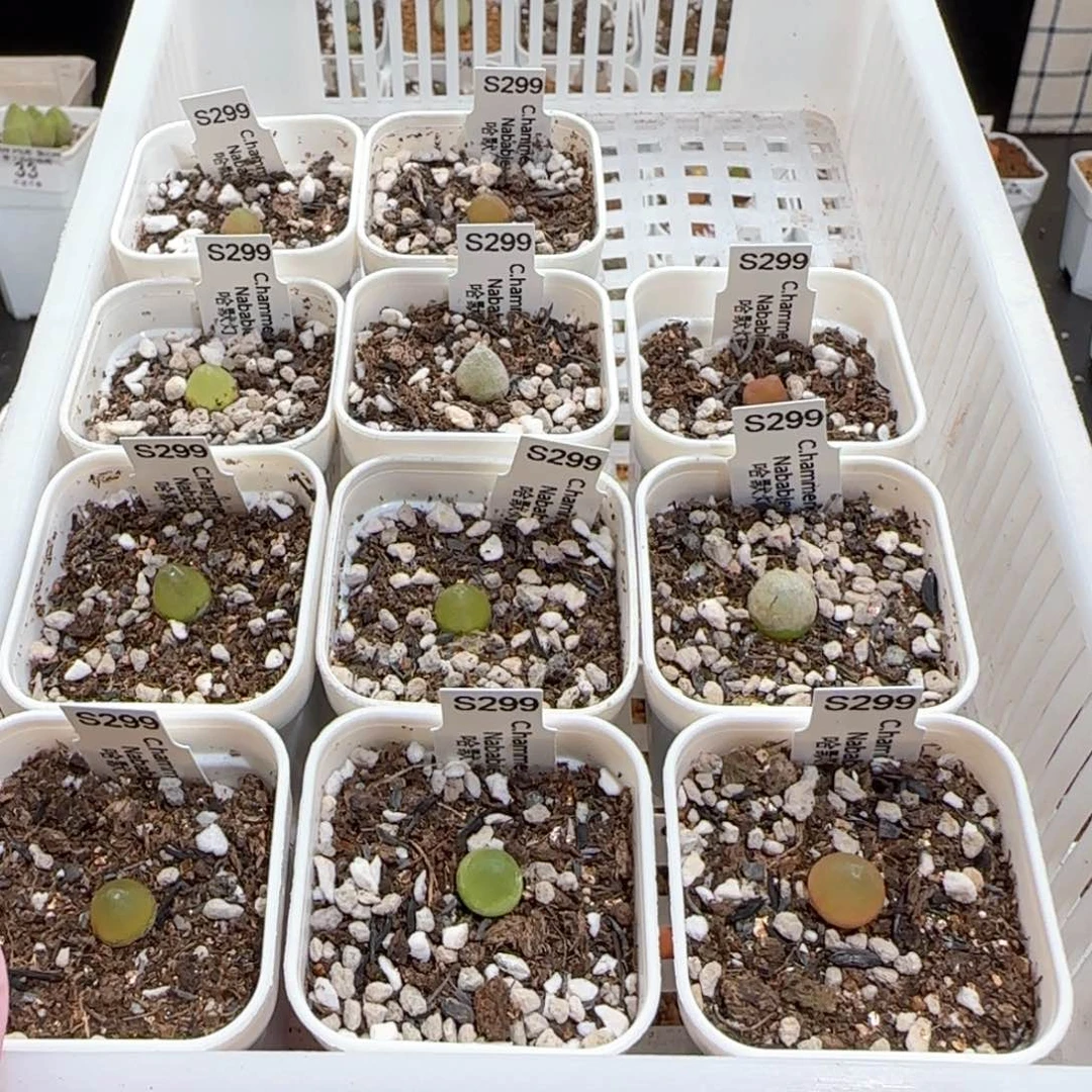 ?****?肉锥多肉植物百科61