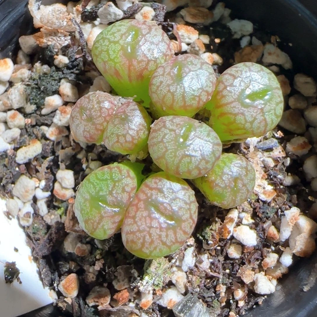 肉锥多肉植物百科765