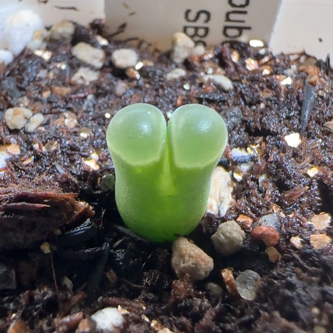 肉锥多肉植物百科25