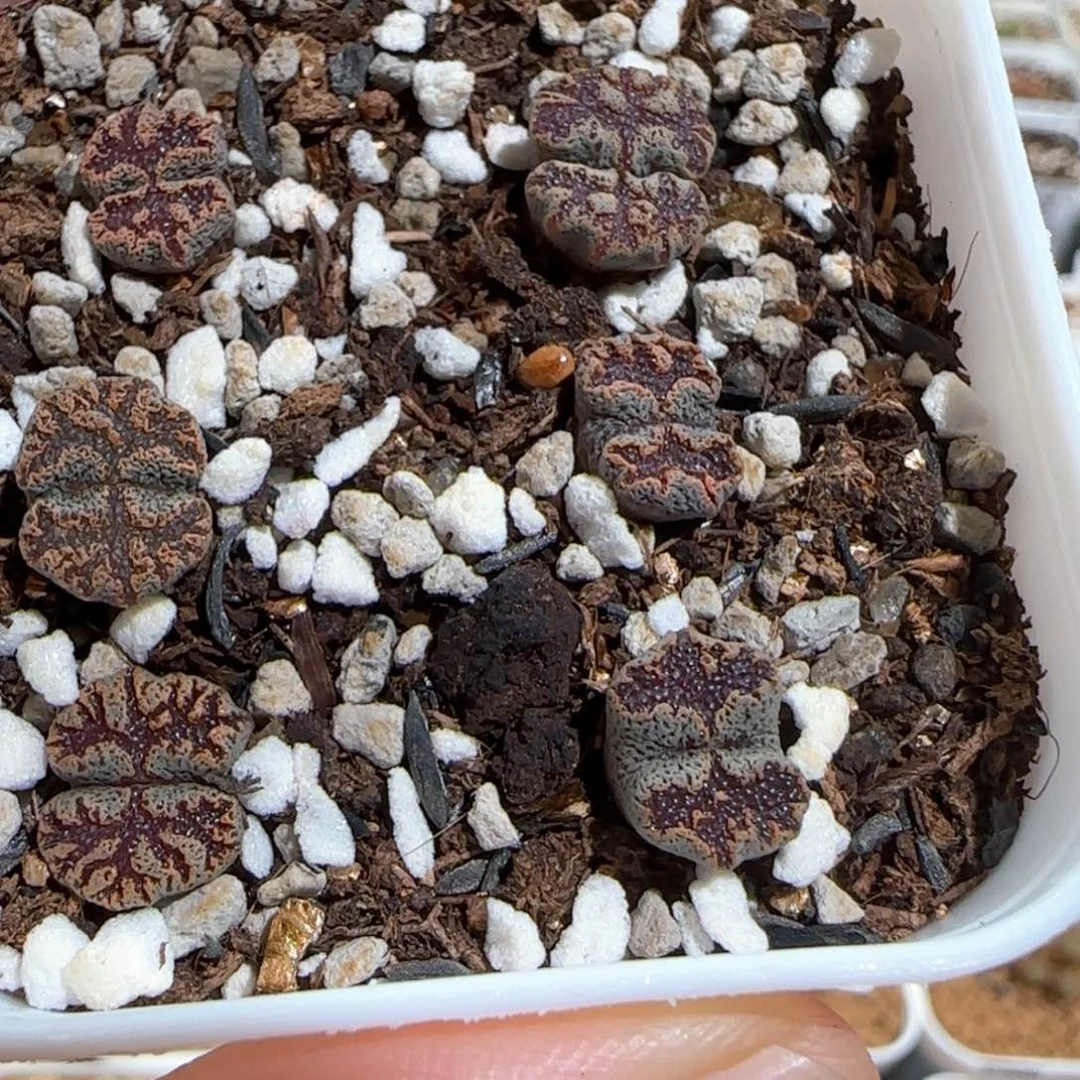 肉锥多肉植物百科294