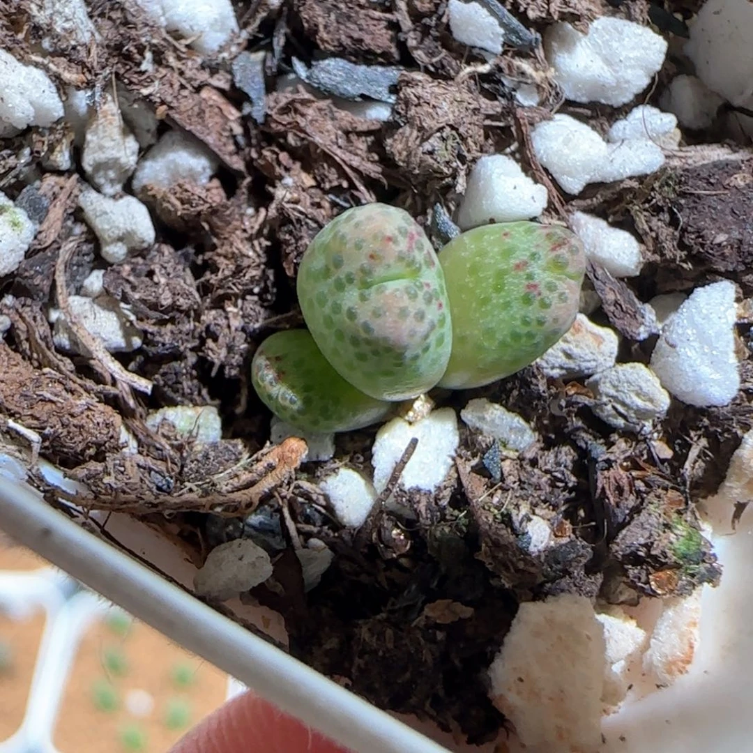 肉锥多肉植物百科1725