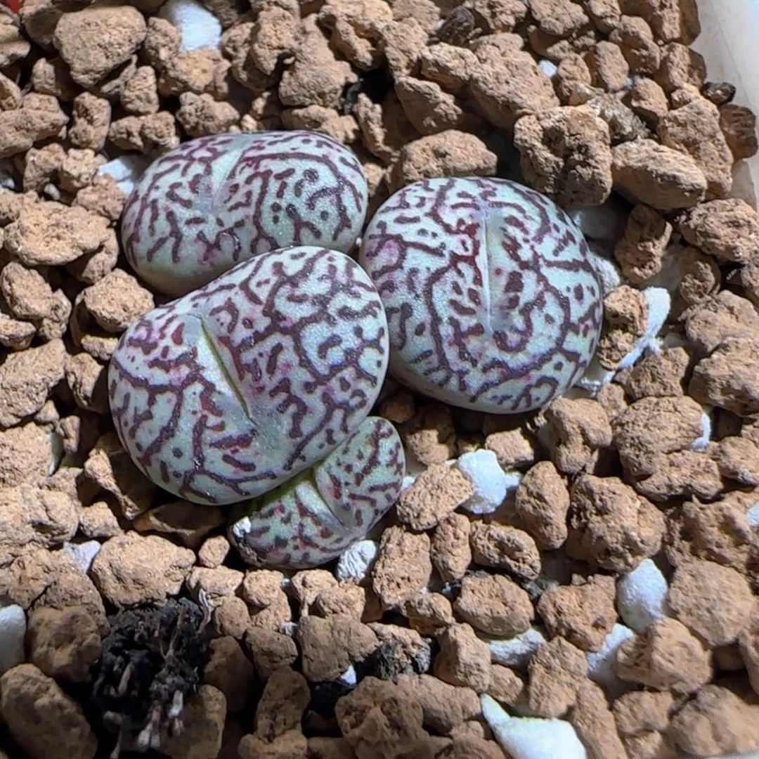肉锥多肉植物百科634