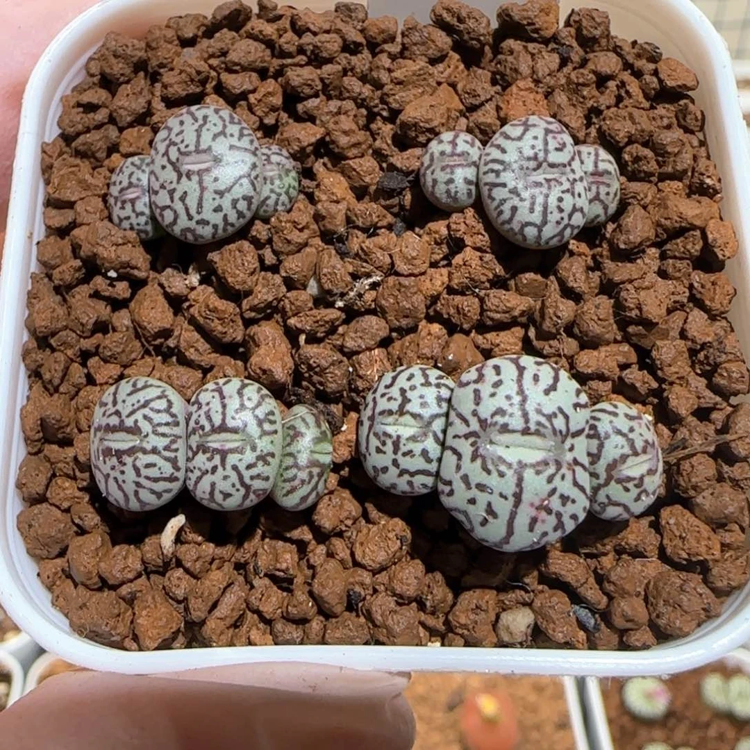 肉锥多肉植物百科-福利rr714墨1223