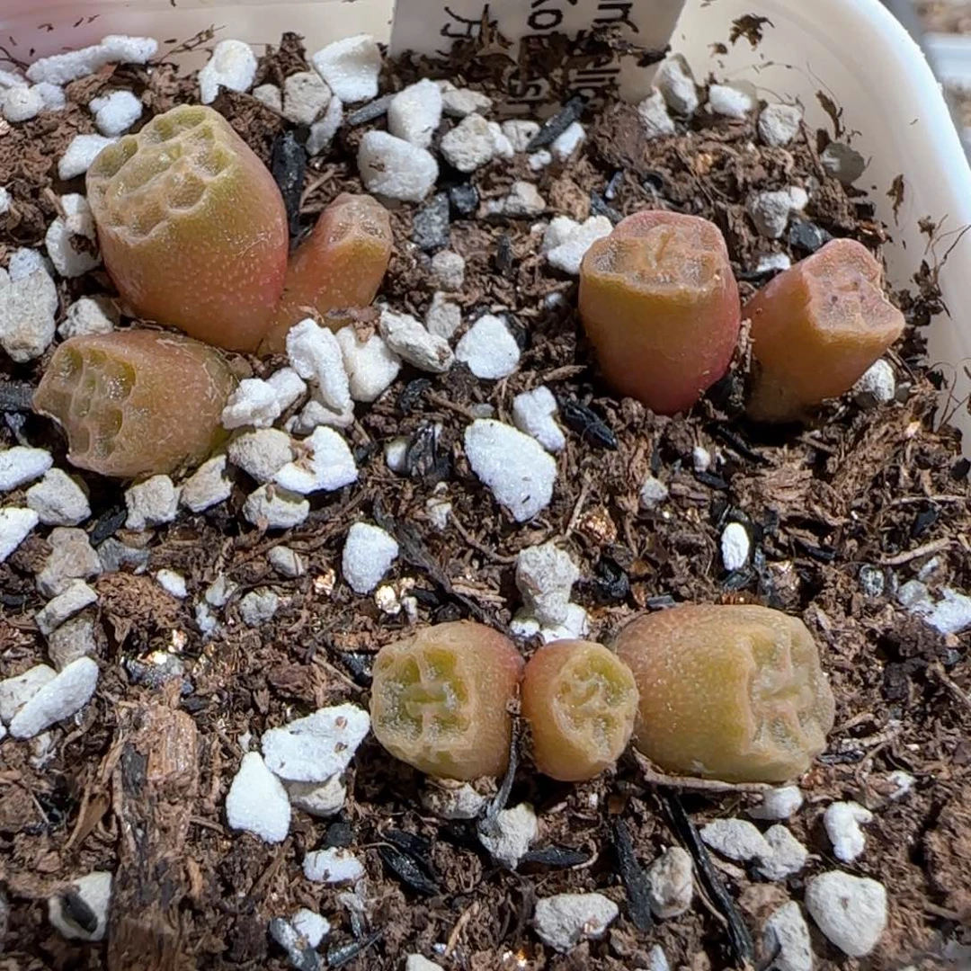 肉锥多肉植物百科792一盆