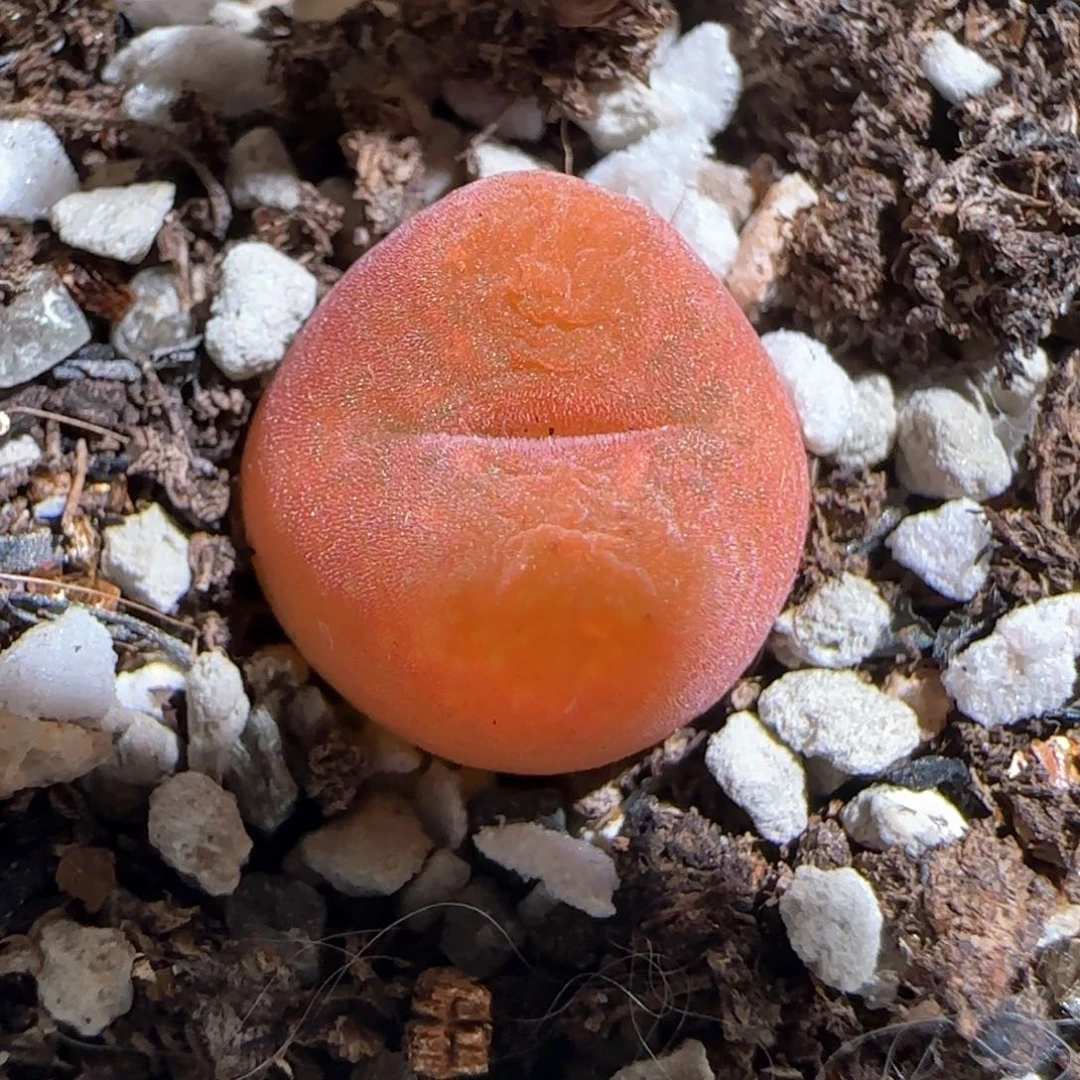 肉锥多肉植物百科695