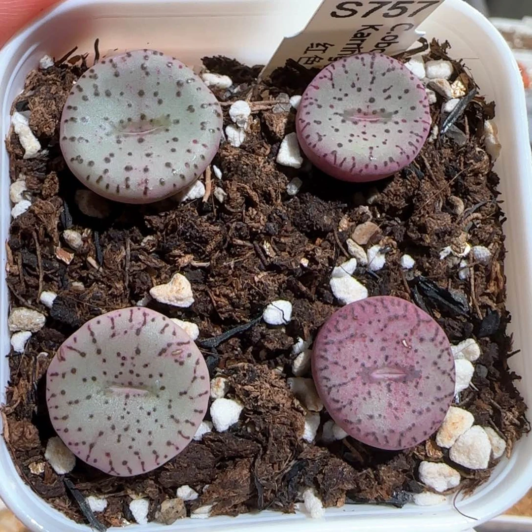 肉锥多肉植物百科198一盆