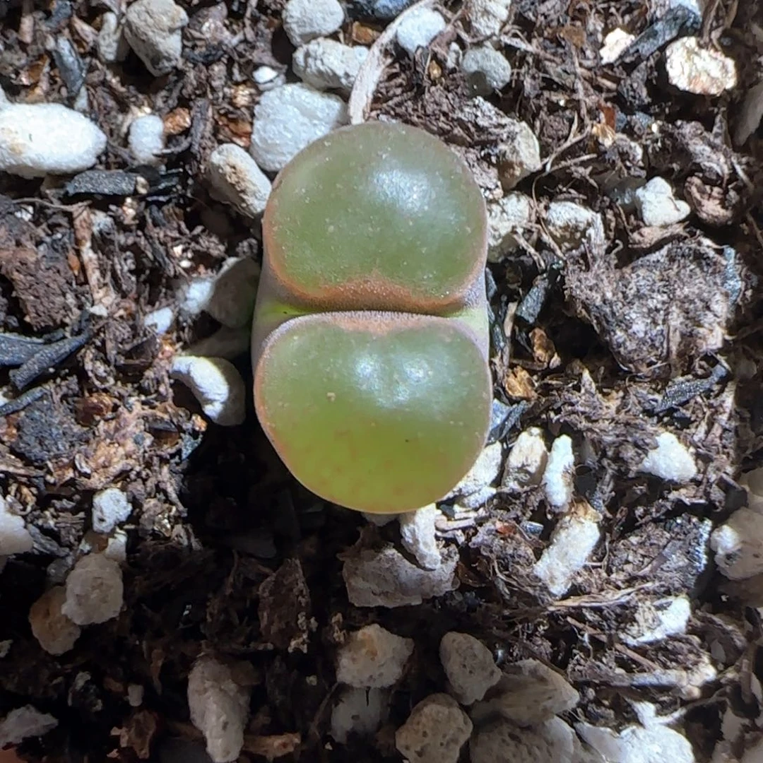 肉锥多肉植物百科204