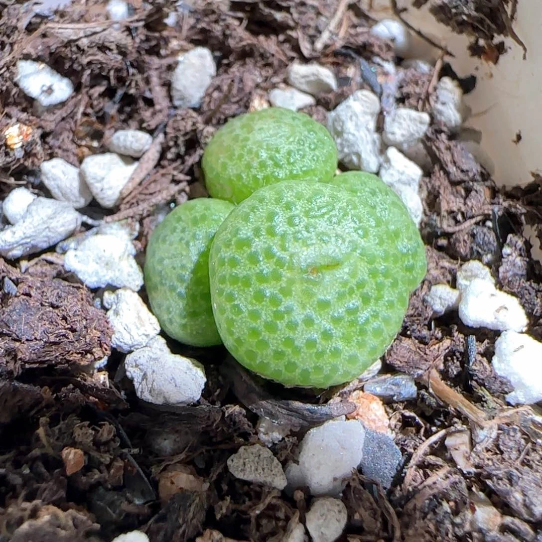 肉锥多肉植物百科724