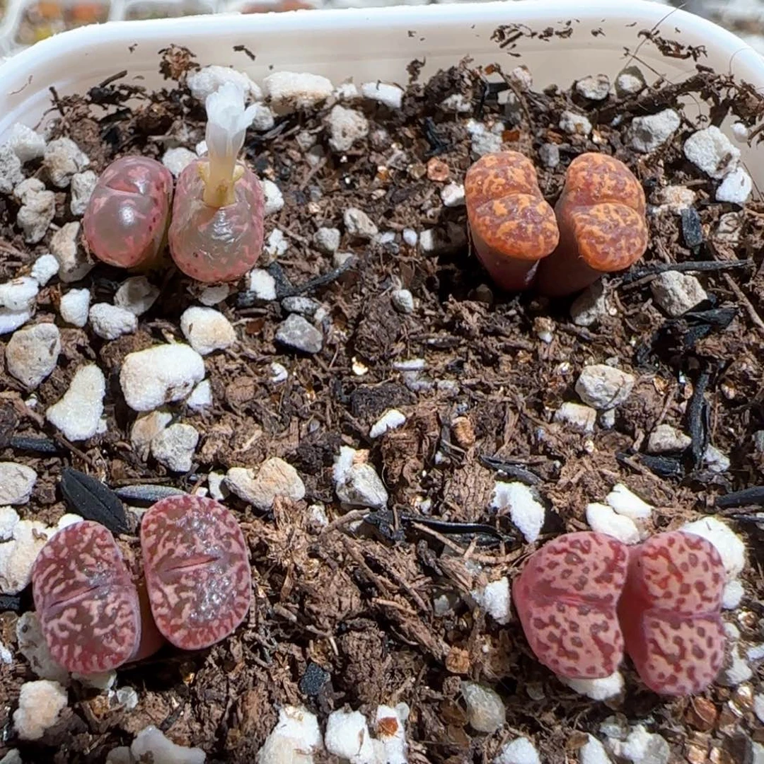 肉锥多肉植物百科1684一盆