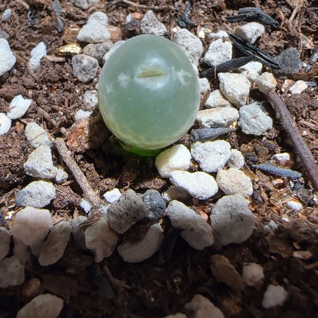 肉锥多肉植物百科-安格140