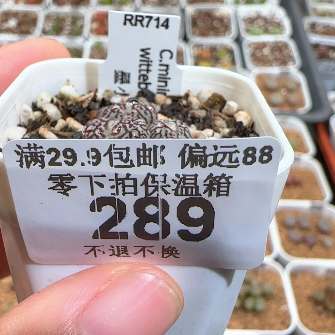 肉锥多肉植物百科289