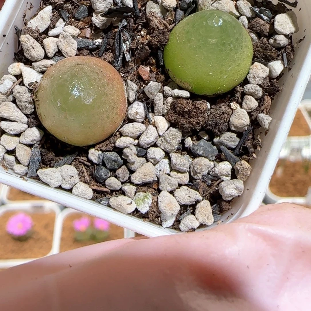 肉锥多肉植物百科-心宝的430