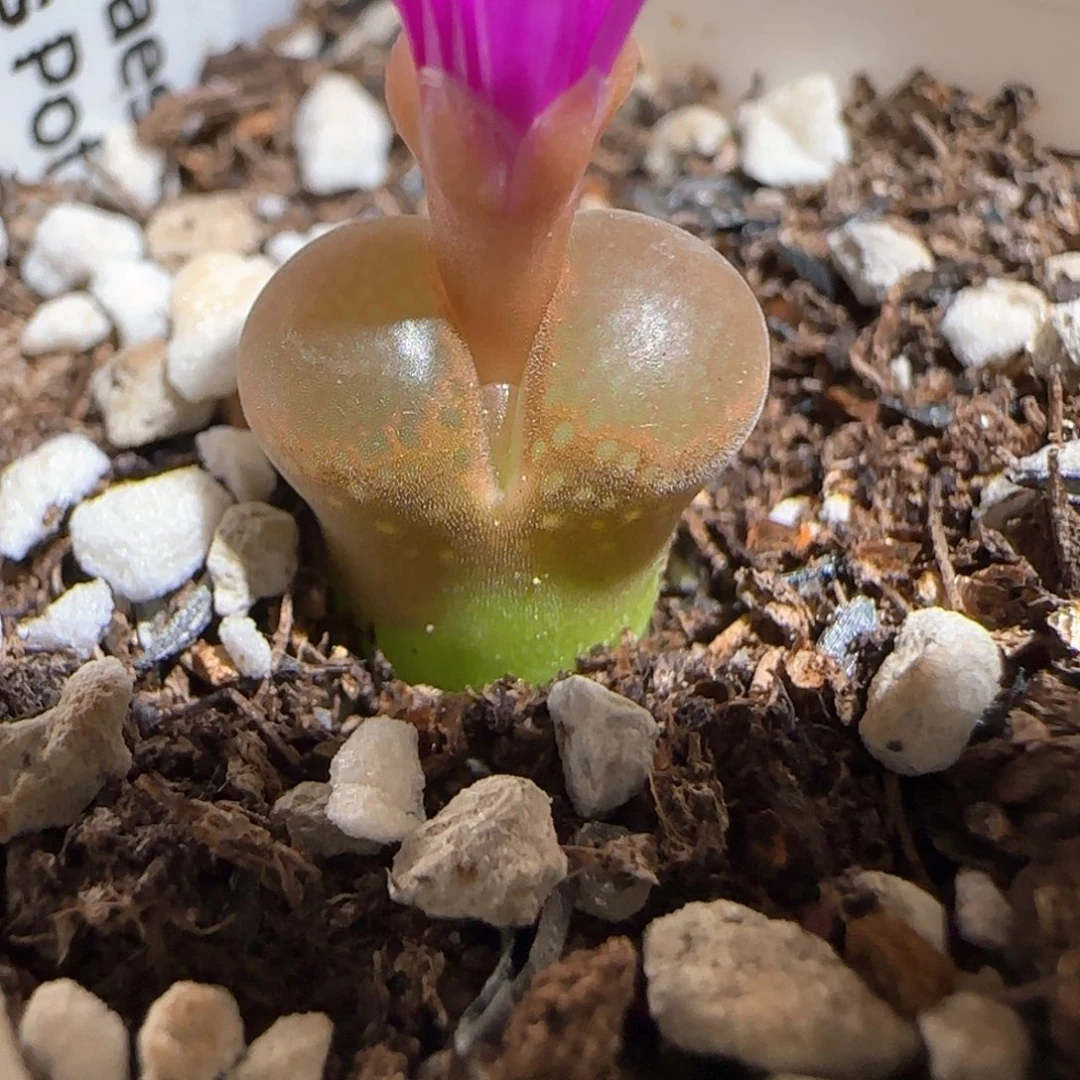 帕法德肉锥多肉植物百科-852