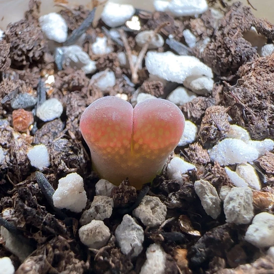 肉锥多肉植物百科1741