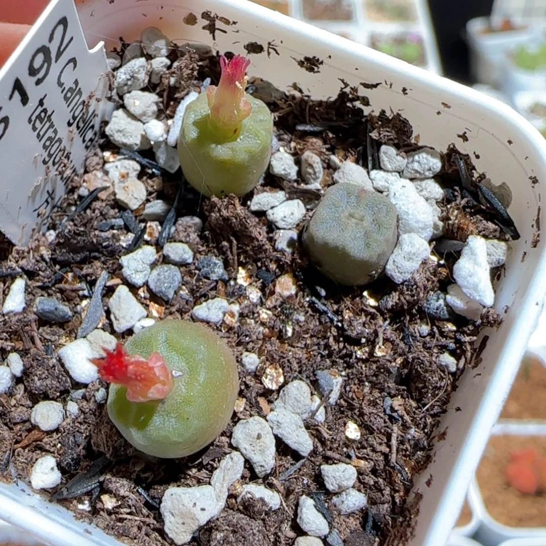 肉锥多肉植物百科1679