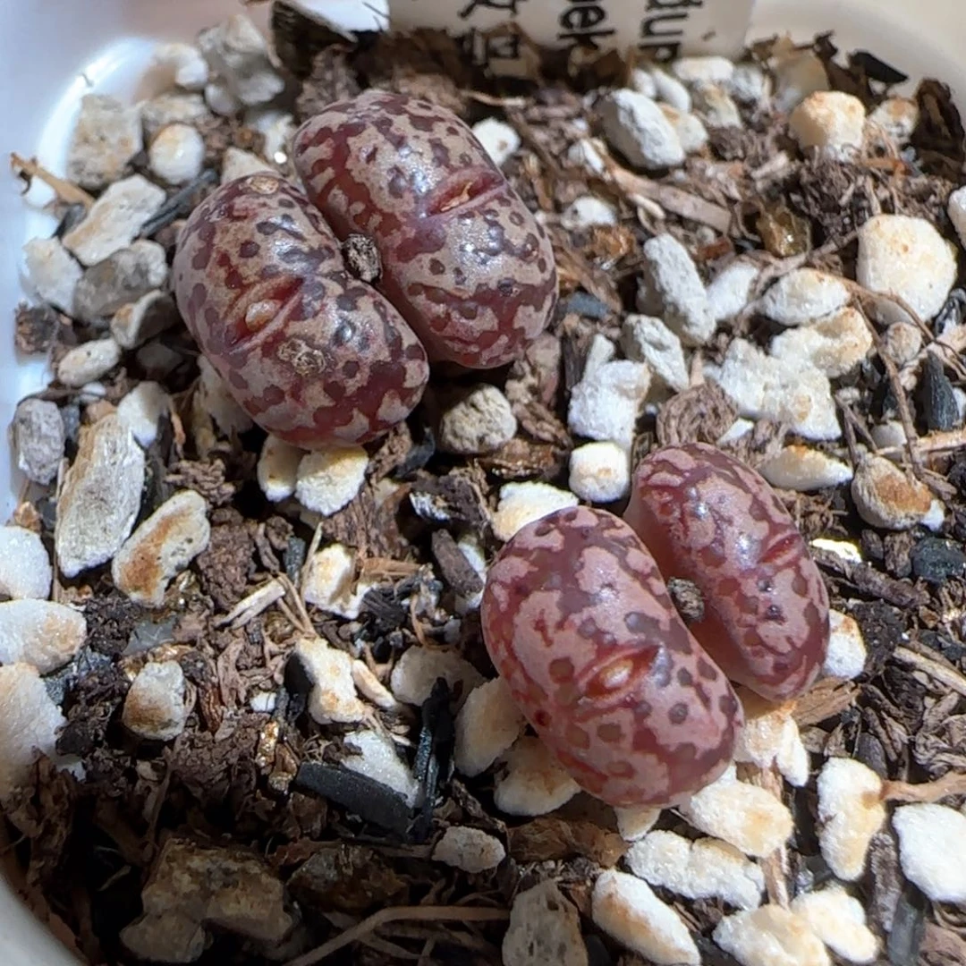 肉锥多肉植物百科297有疤