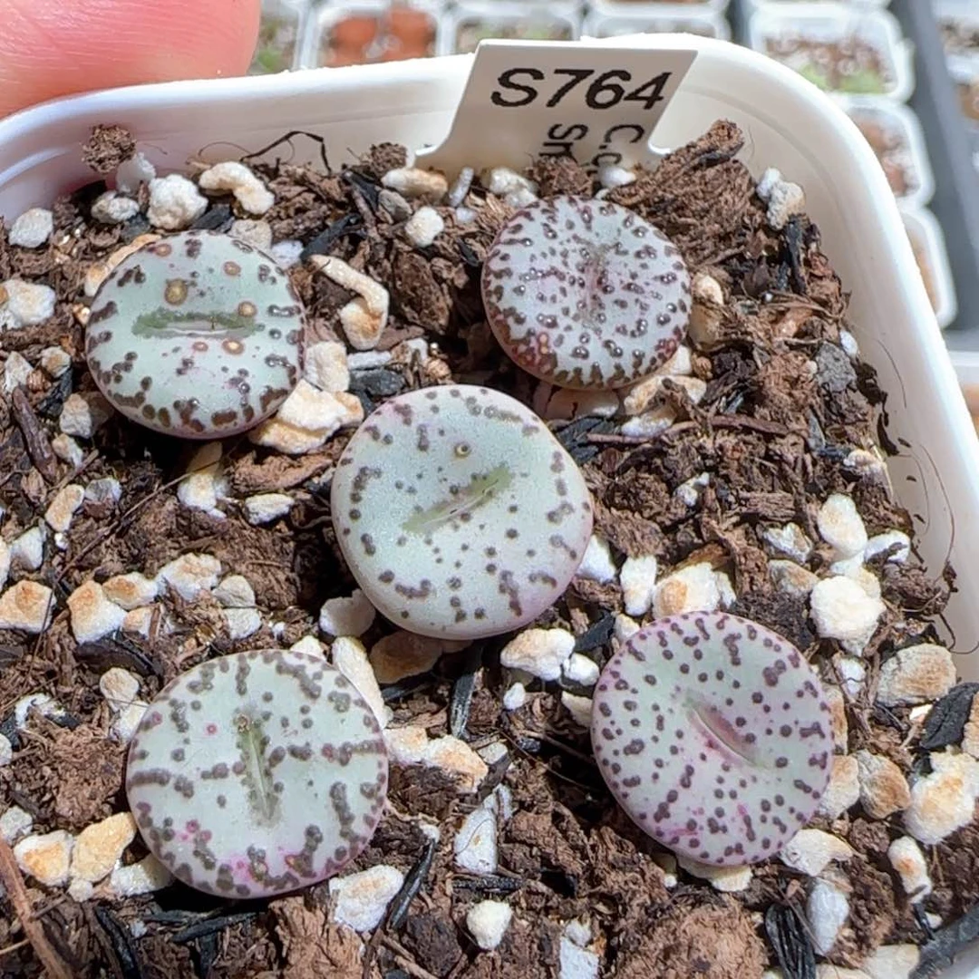 肉锥多肉植物百科1738一盆