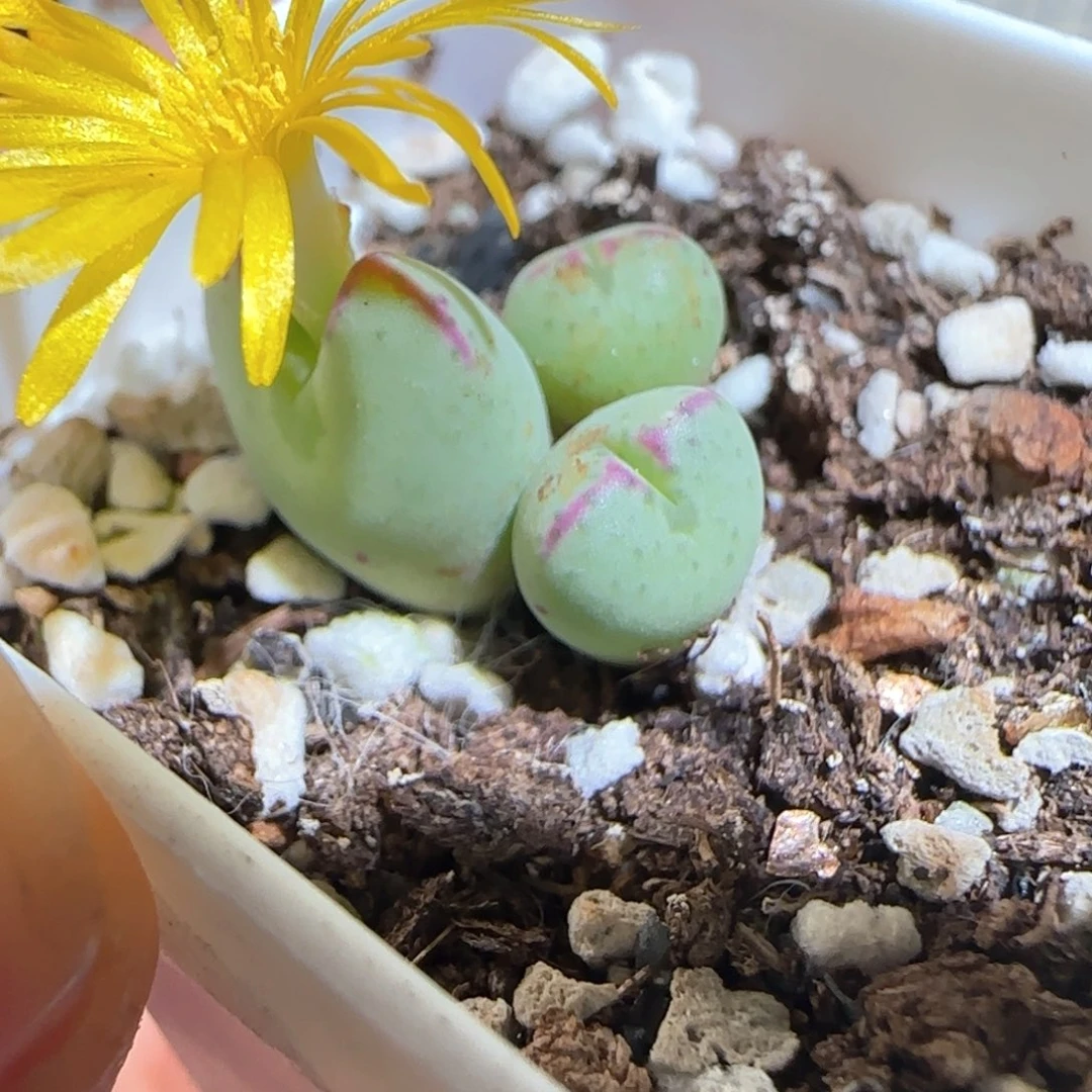 肉锥多肉植物百科-福利1301